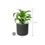 Dracaena fragrans 'Dorado' in Rough afmeting